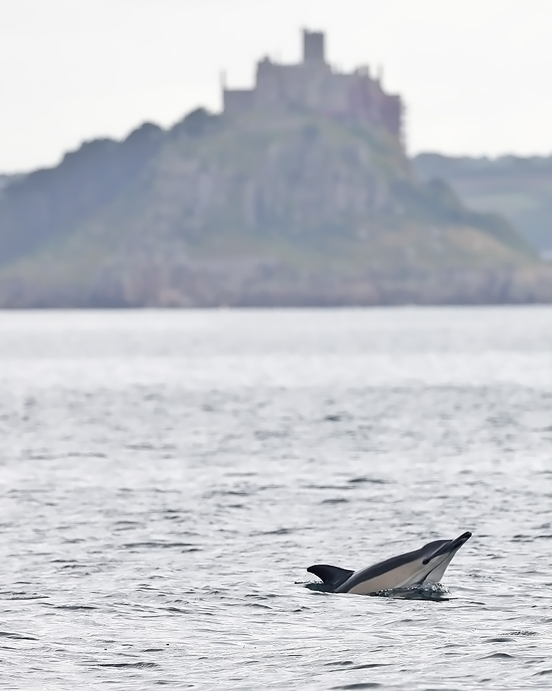 common dolphin